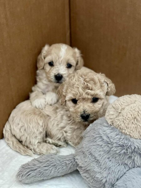 Catei Bischpoo 3 fetite si 1 baietel. Bischon +Puddle