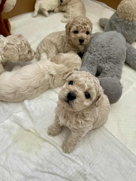 Catei Bischpoo 3 fetite si 1 baietel. Bischon +Puddle