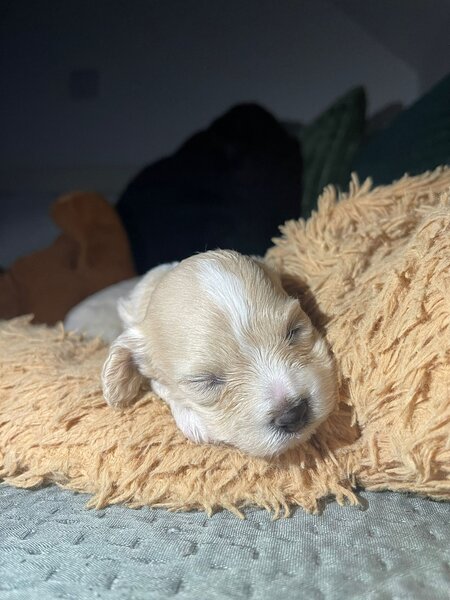 Catei Bischpoo 3 fetite si 1 baietel. Bischon +Puddle