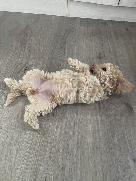 Catei Bischpoo 3 fetite si 1 baietel. Bischon +Puddle