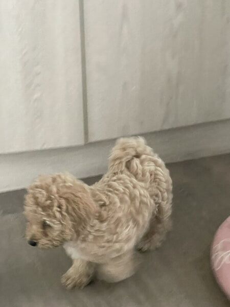 Catei Bischpoo 3 fetite si 1 baietel. Bischon +Puddle