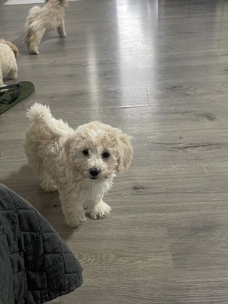 Catei Bischpoo 3 fetite si 1 baietel. Bischon +Puddle