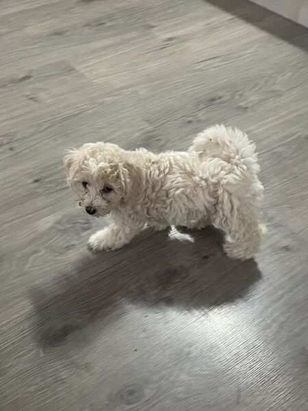 Catei Bischpoo 3 fetite si 1 baietel. Bischon +Puddle