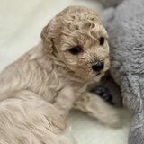Catei Bischpoo 3 fetite si 1 baietel. Bischon +Puddle